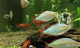 能和孔雀魚(yú)一起養(yǎng)的觀(guān)賞魚(yú)有哪些_觀(guān)賞魚(yú)孔雀魚(yú)_孔雀魚(yú)能養(yǎng)嗎