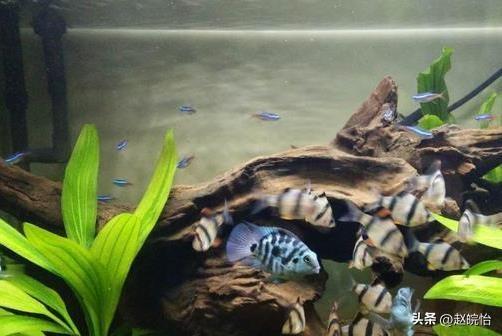 能和孔雀魚(yú)一起養(yǎng)的觀(guān)賞魚(yú)有哪些_觀(guān)賞魚(yú)孔雀魚(yú)_孔雀魚(yú)能養(yǎng)嗎