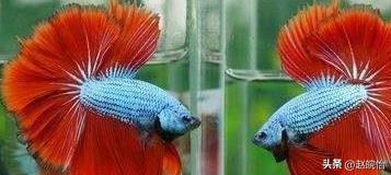 孔雀魚(yú)能養(yǎng)嗎_觀(guān)賞魚(yú)孔雀魚(yú)_能和孔雀魚(yú)一起養(yǎng)的觀(guān)賞魚(yú)有哪些
