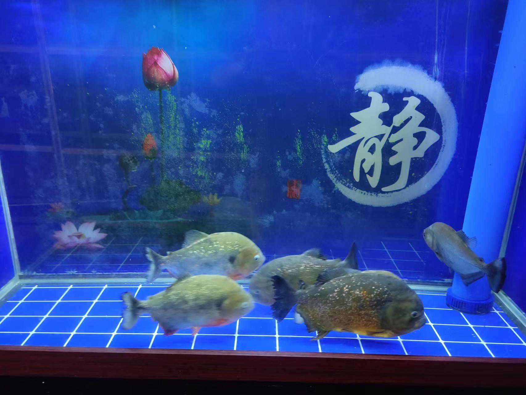 觀賞大型魚類_中大型觀賞魚排行榜_中大型觀賞魚大全