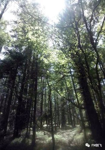 山西云頂山好玩嗎_山西云頂山一日游攻略_山西云頂山風景區門票價格