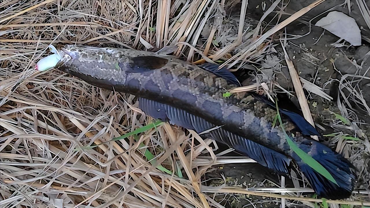 黑魚觀賞魚_觀賞魚黑魚顏色變淺了_觀賞魚黑魚養什么品種
