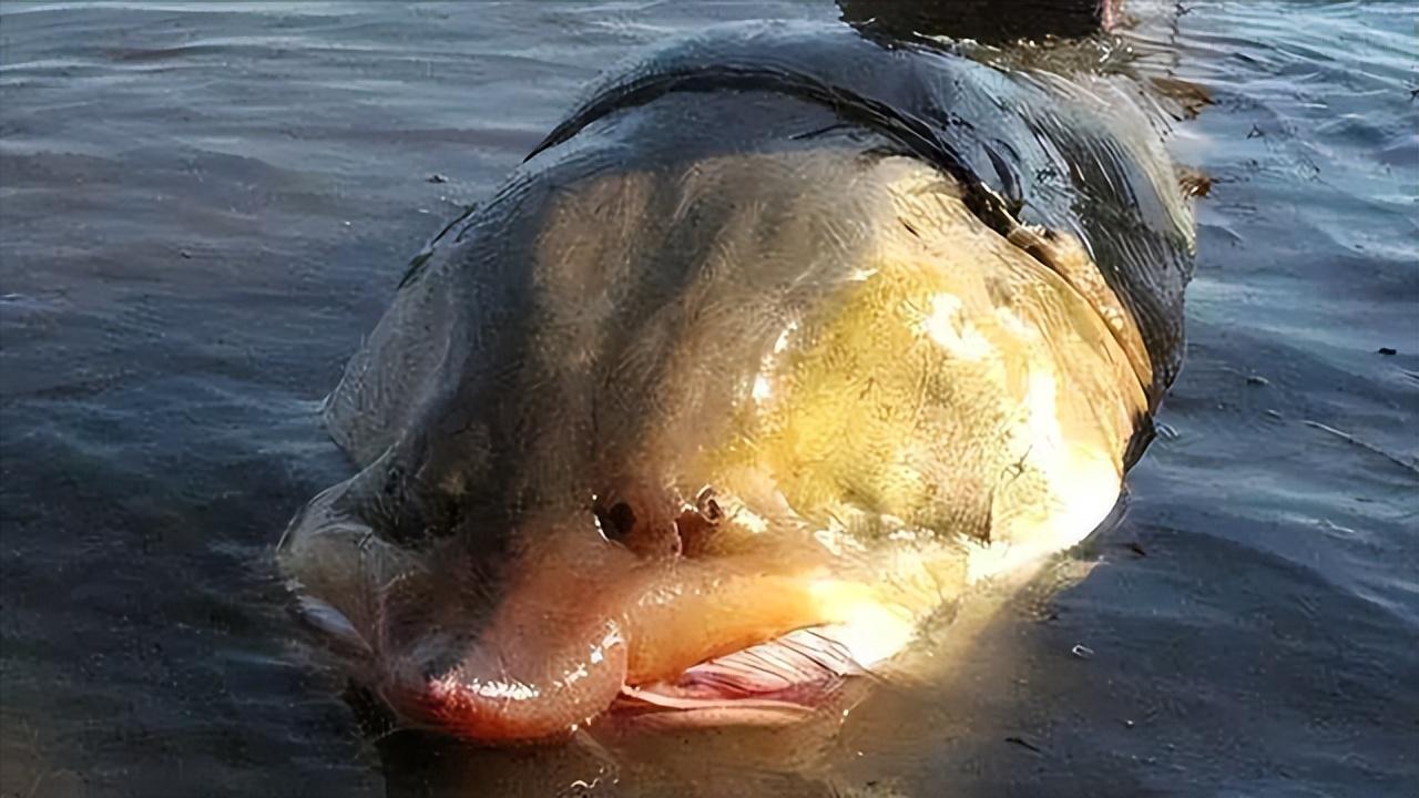 觀賞魚黑魚養什么品種_觀賞魚黑魚顏色變淺了_黑魚觀賞魚