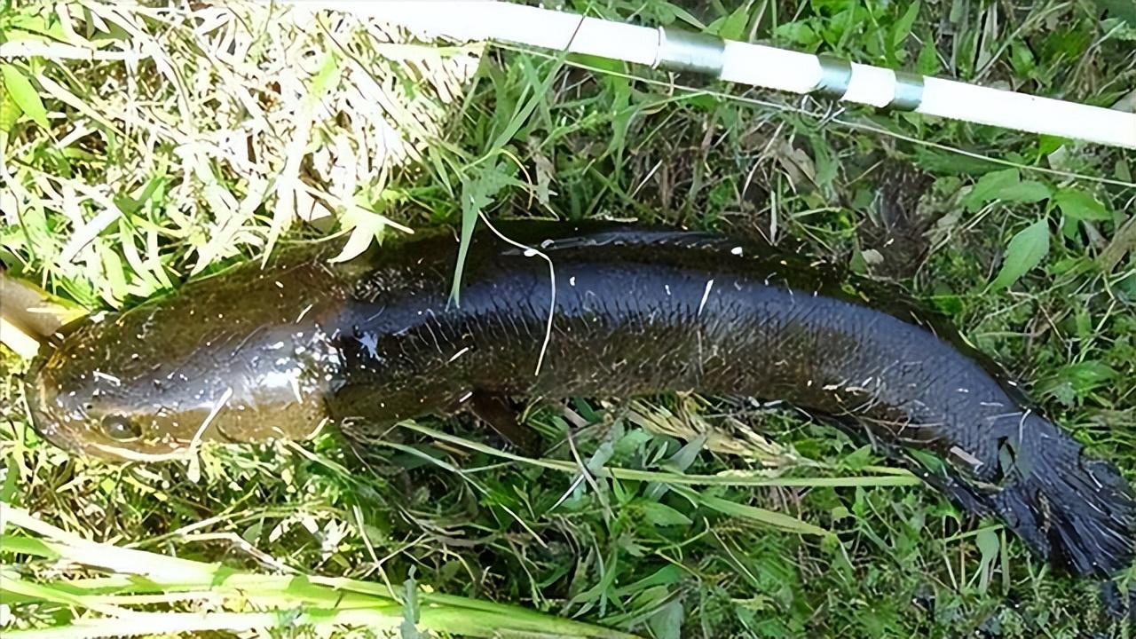 觀賞魚黑魚養什么品種_黑魚觀賞魚_觀賞魚黑魚顏色變淺了
