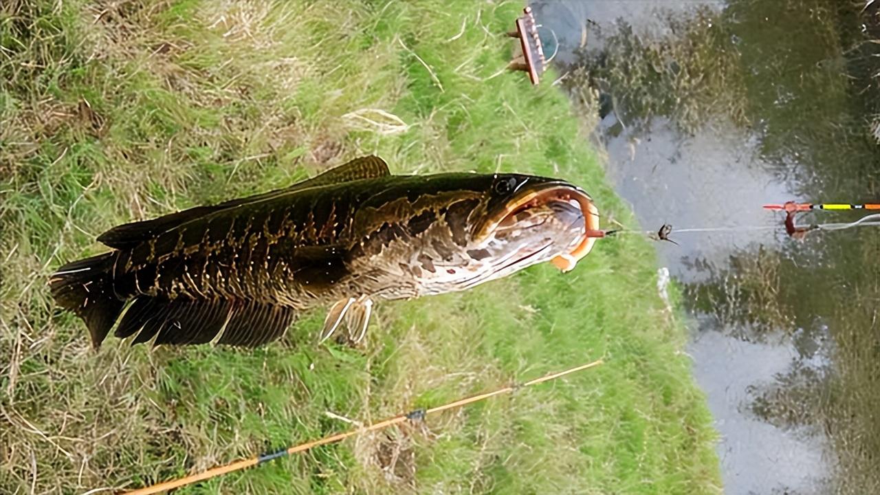 觀賞魚黑魚顏色變淺了_觀賞魚黑魚養什么品種_黑魚觀賞魚
