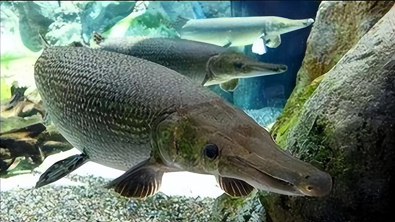 觀賞魚黑魚顏色變淺了_觀賞魚黑魚養什么品種_黑魚觀賞魚