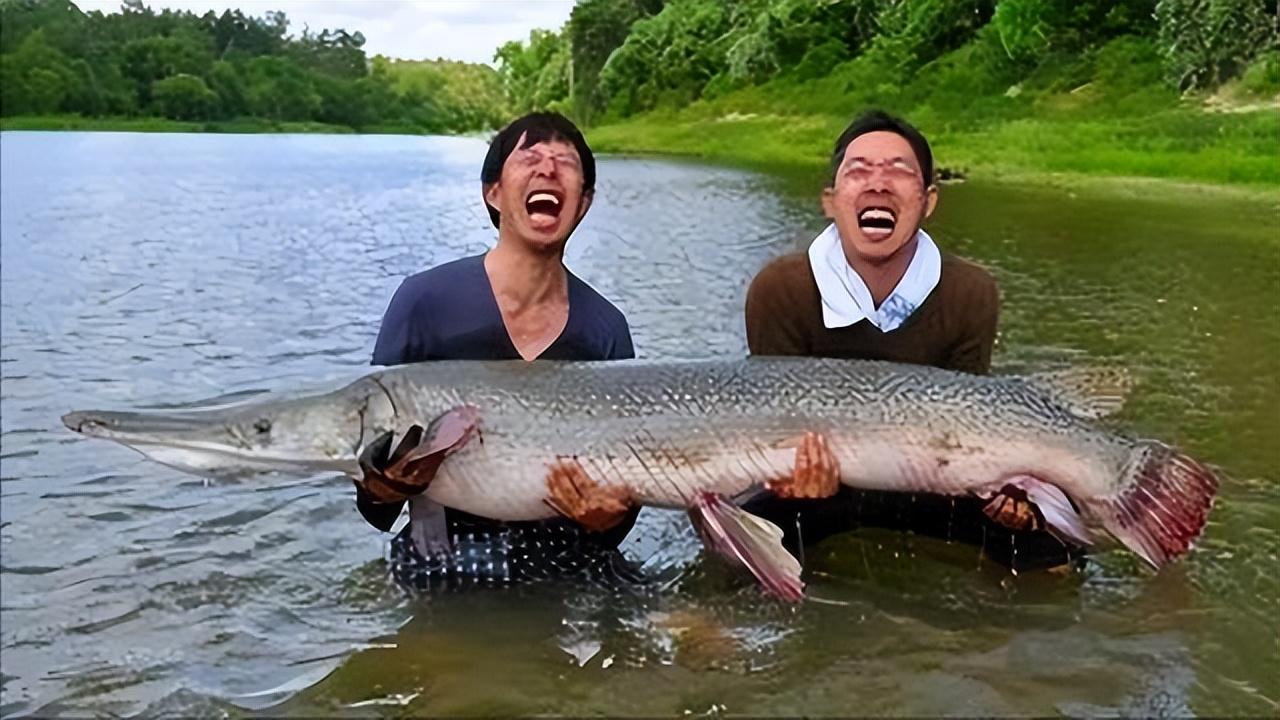 觀賞魚黑魚顏色變淺了_觀賞魚黑魚養什么品種_黑魚觀賞魚