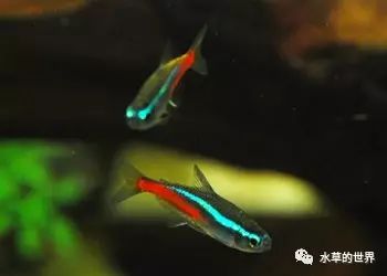 群游觀賞魚_群居觀賞魚_愛群游的觀賞魚
