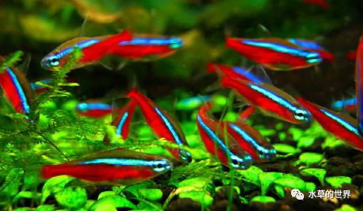 群居觀賞魚_群游觀賞魚_愛群游的觀賞魚