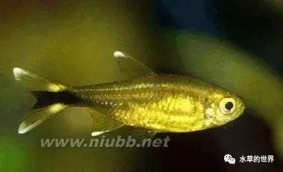 愛群游的觀賞魚_群游觀賞魚_群居觀賞魚