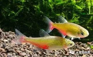 愛群游的觀賞魚_群游觀賞魚_群居觀賞魚