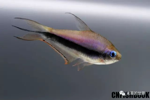 群居觀賞魚_愛群游的觀賞魚_群游觀賞魚