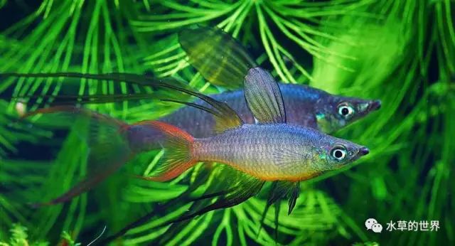 群居觀賞魚_愛群游的觀賞魚_群游觀賞魚