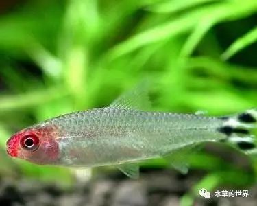 群居觀賞魚_群游觀賞魚_愛群游的觀賞魚