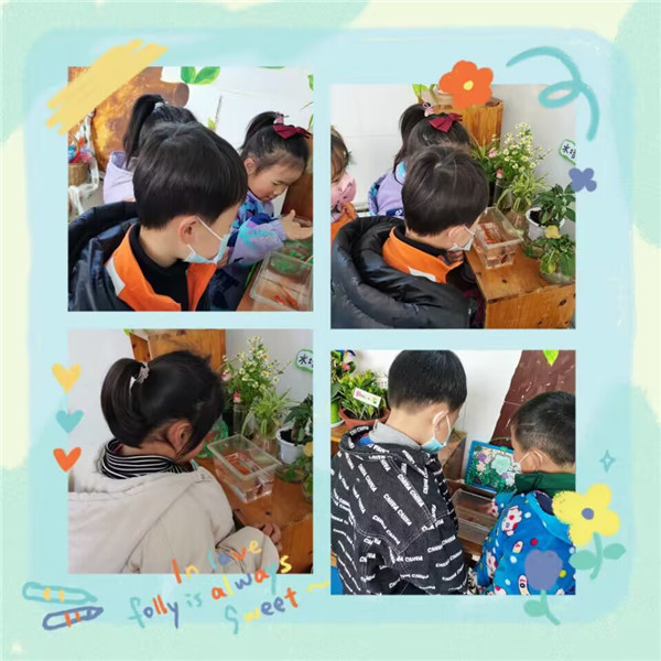 觀賞魚吃菠菜有什么好處_觀賞魚吃蚯蚓嗎_為什么觀賞魚不能吃