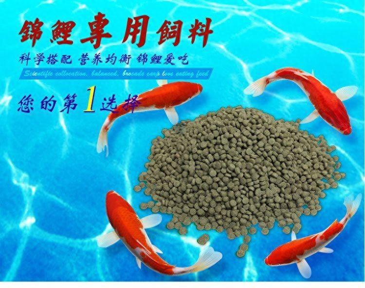 小型肉食性魚類_小型肉食性觀賞魚_小型食肉觀賞魚類