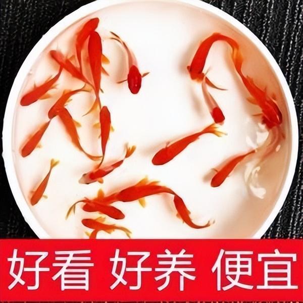 小型食肉觀賞魚類_小型肉食性魚類_小型肉食性觀賞魚