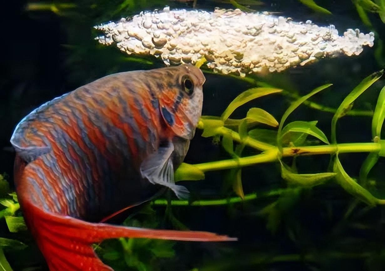 小型肉食性觀賞魚_小型肉食性魚類_小型食肉觀賞魚類