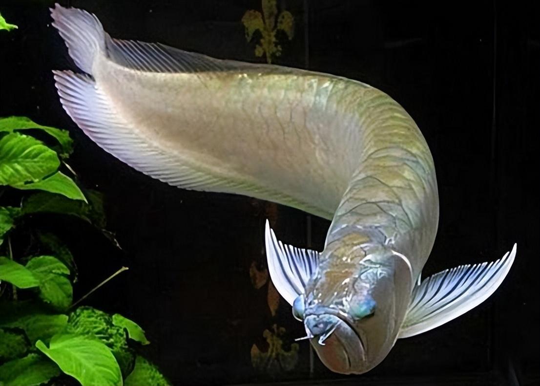 小型肉食性觀賞魚_小型肉食性魚類_小型食肉觀賞魚類
