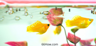 十大最好養(yǎng)的小型觀賞魚_養(yǎng)小型觀賞魚的注意事項_養(yǎng)小型觀賞魚要什么裝備