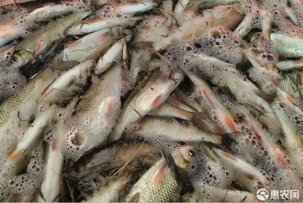 耐冷的觀賞魚_耐寒冷水觀賞魚_耐冷耐熱的觀賞魚