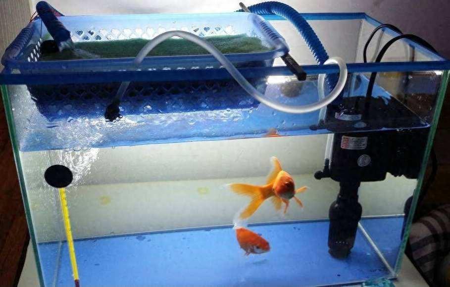 觀賞魚喂食一次多少粒_觀賞魚喂魚食應該喂多少_觀賞魚喂食