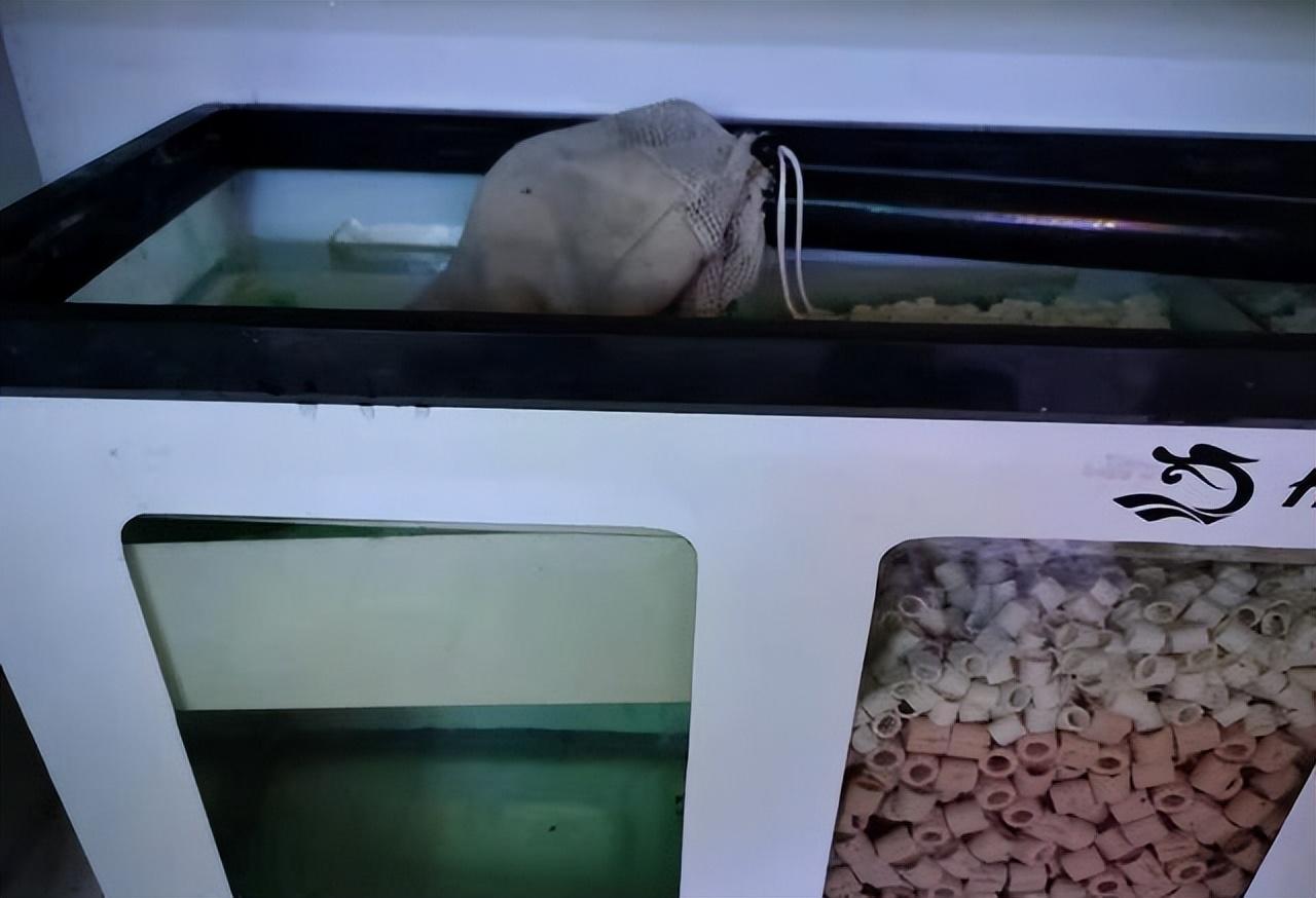 觀賞魚喂魚食應該喂多少_觀賞魚喂食一次多少粒_觀賞魚喂食