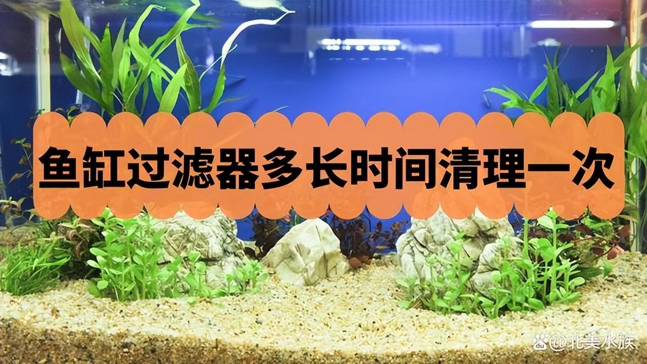 觀賞魚喂食一次多少粒_觀賞魚喂魚食應該喂多少_觀賞魚喂食
