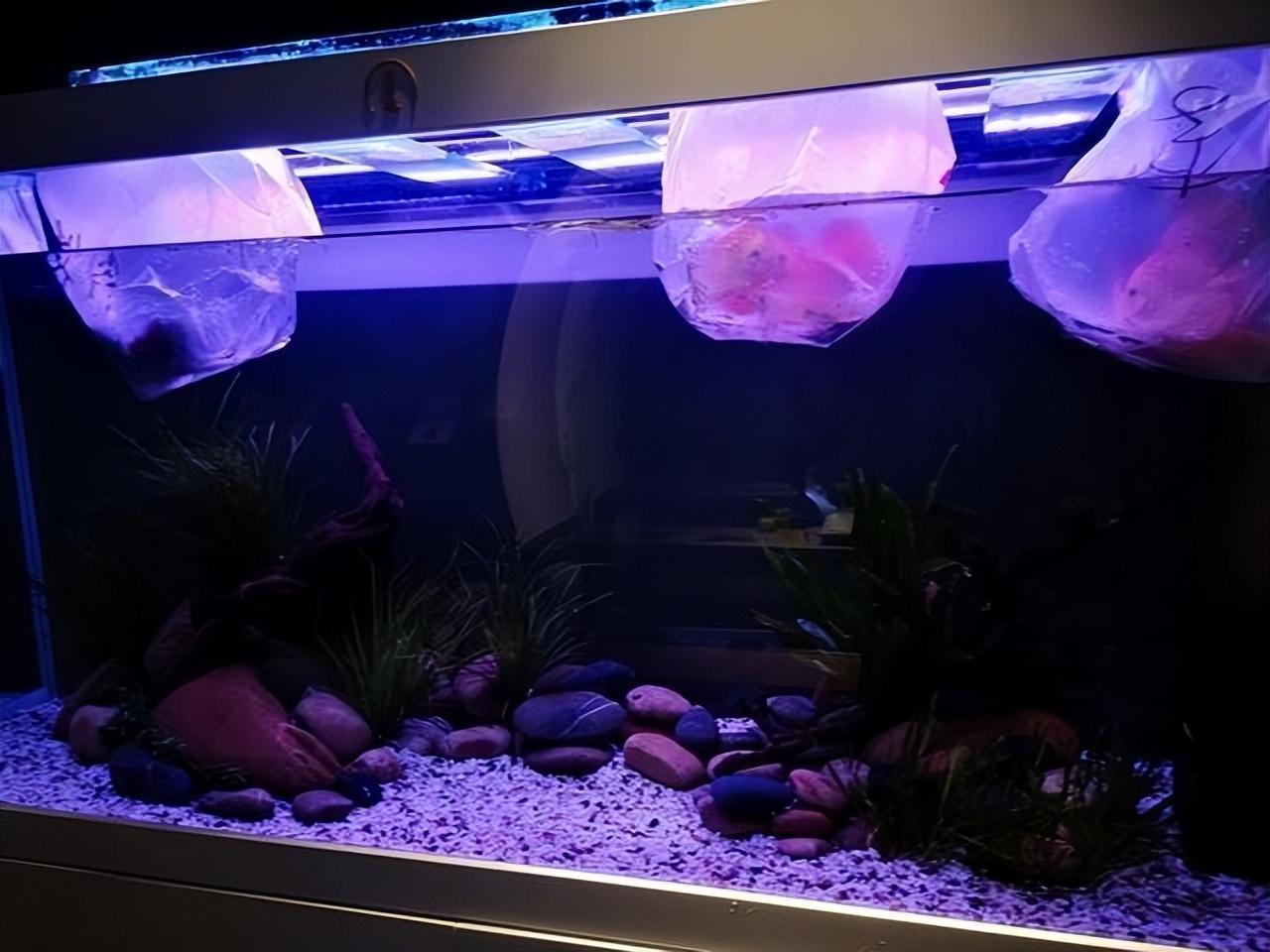 觀賞魚喂食一次多少粒_觀賞魚喂魚食應該喂多少_觀賞魚喂食