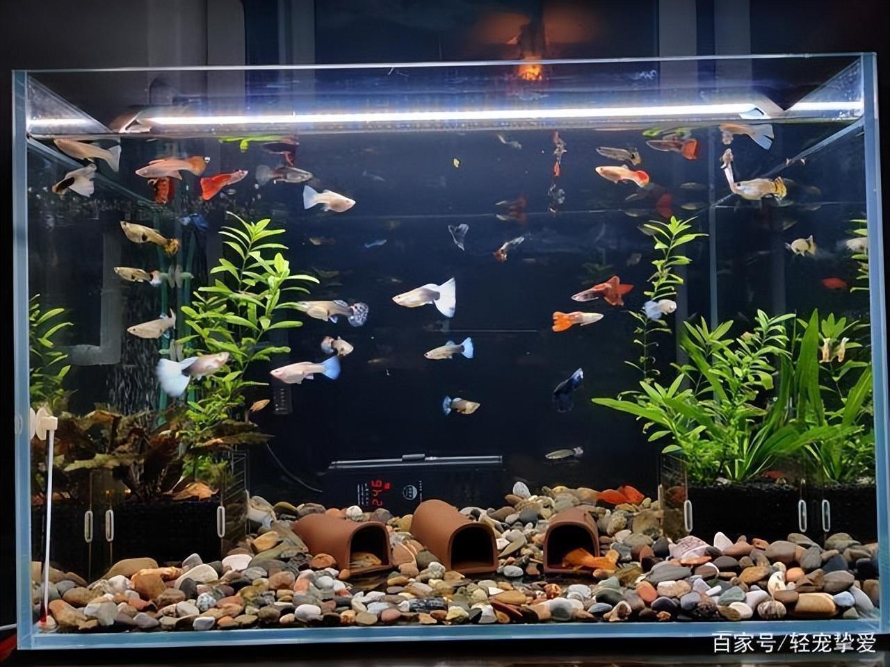 觀賞魚喂食_觀賞魚喂食一次多少粒_觀賞魚喂魚食應該喂多少