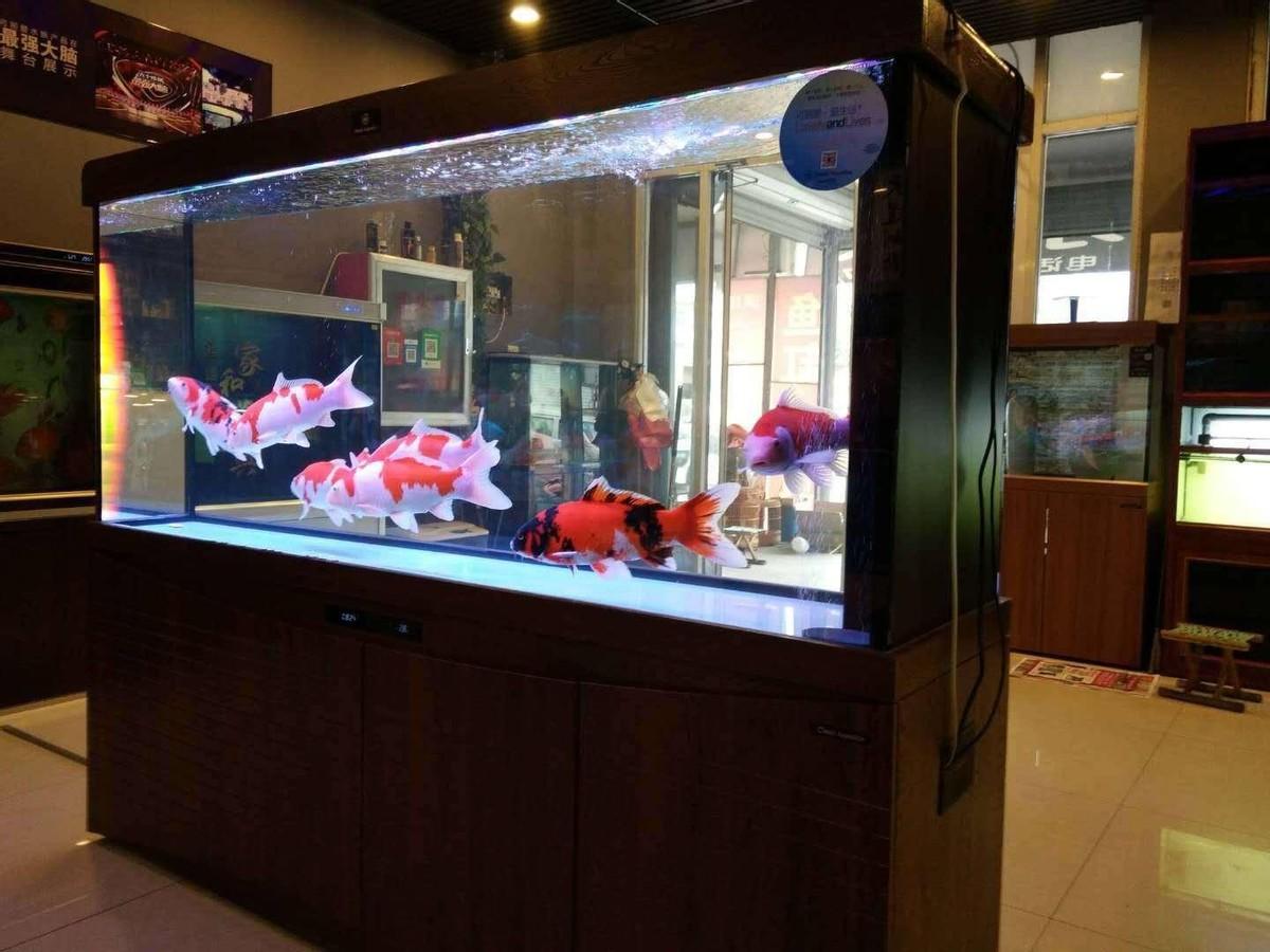 觀賞魚喂食_觀賞魚喂魚食應該喂多少_觀賞魚喂食一次多少粒
