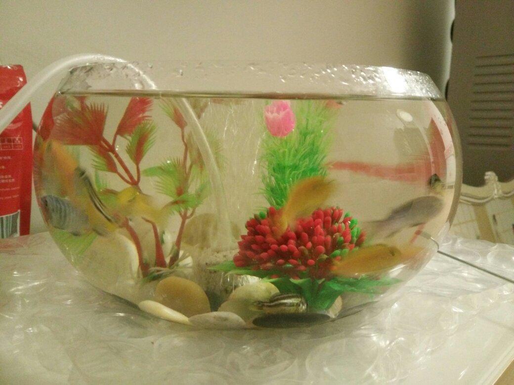 觀賞魚喂魚食應該喂多少_觀賞魚喂食_觀賞魚喂食一次多少粒