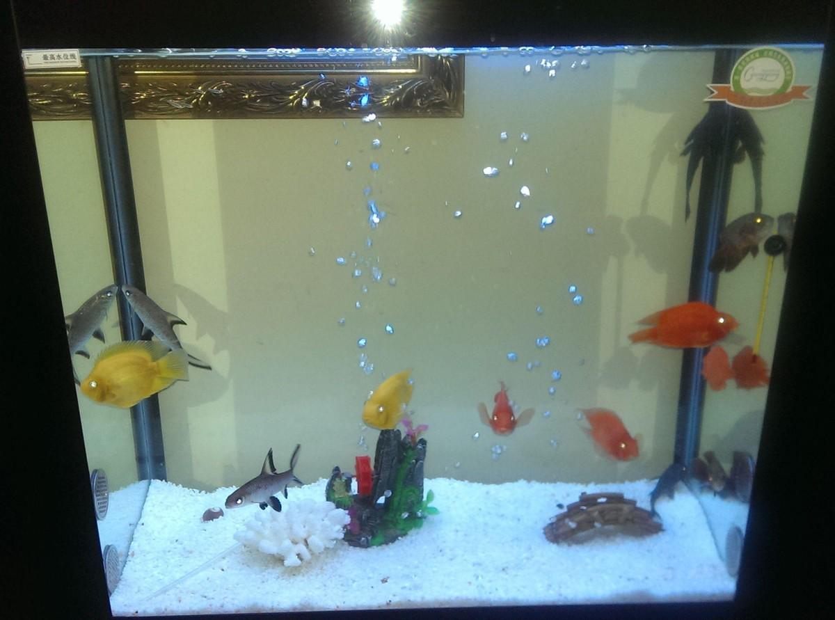 觀賞魚喂食_觀賞魚喂魚食應該喂多少_觀賞魚喂食一次多少粒