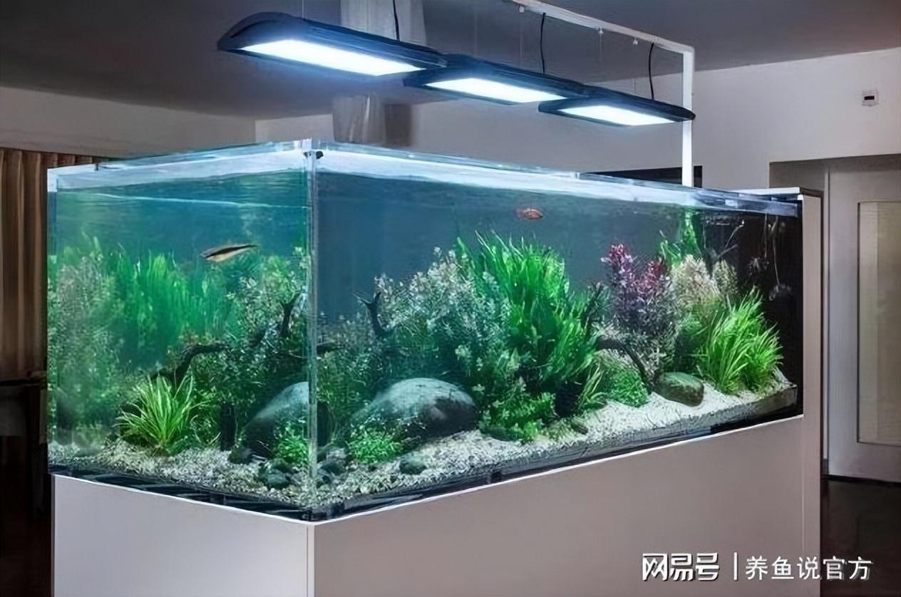 觀賞魚喂食一次多少粒_觀賞魚喂食_觀賞魚喂魚食應該喂多少