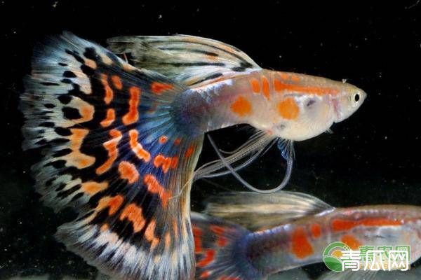 魚類養殖基地_中國三大觀賞魚養殖基地_觀賞魚養殖基地的可行性報告