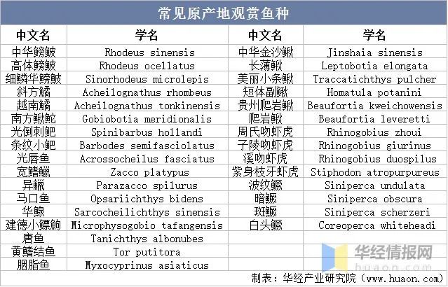 鯉科魚(yú)好養(yǎng)嗎_鯉科觀(guān)賞魚(yú)_十種鯉科魚(yú)