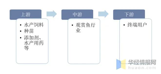 十種鯉科魚(yú)_鯉科魚(yú)好養(yǎng)嗎_鯉科觀(guān)賞魚(yú)