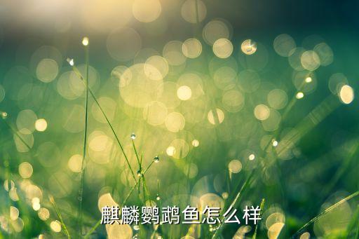 魚麒麟魚缸怎么樣_麒麟魚觀賞魚_魚的麒麟