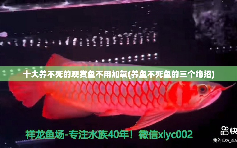 不易跳缸的觀賞魚_缸觀賞跳魚易繁殖嗎_跳缸的魚