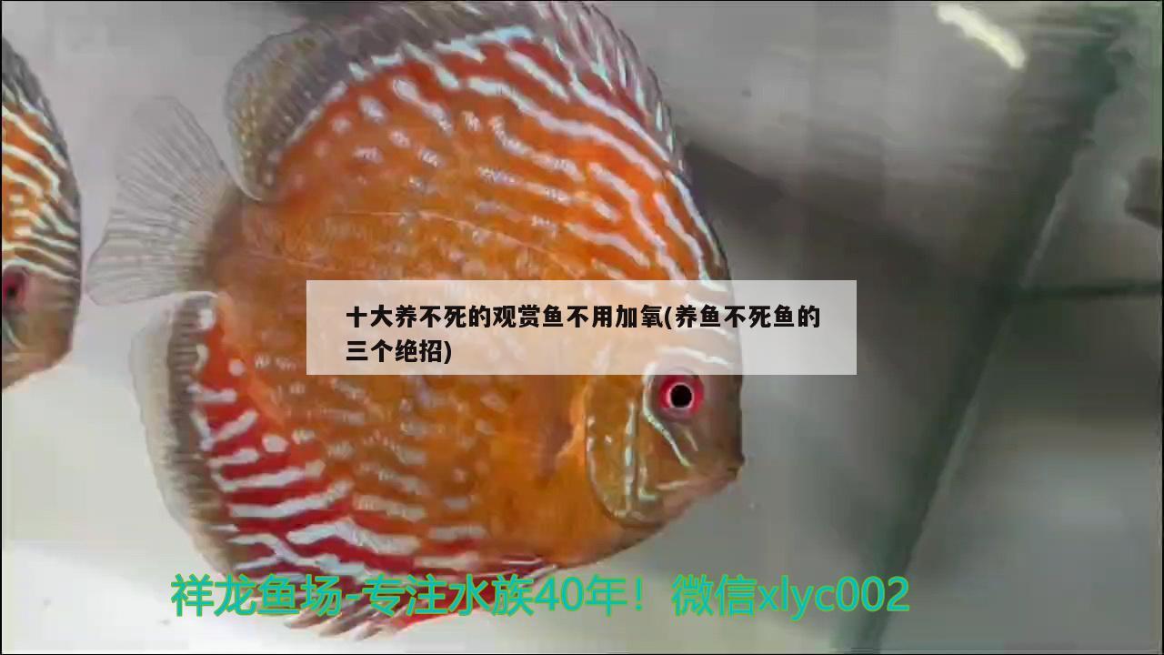 缸觀賞跳魚易繁殖嗎_不易跳缸的觀賞魚_跳缸的魚