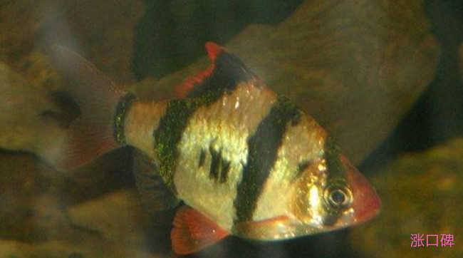 每天觀賞喂食魚次數(shù)多少_每天喂魚次數(shù)_觀賞魚每天喂食幾次