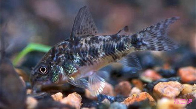 每天喂魚次數(shù)_每天觀賞喂食魚次數(shù)多少_觀賞魚每天喂食幾次