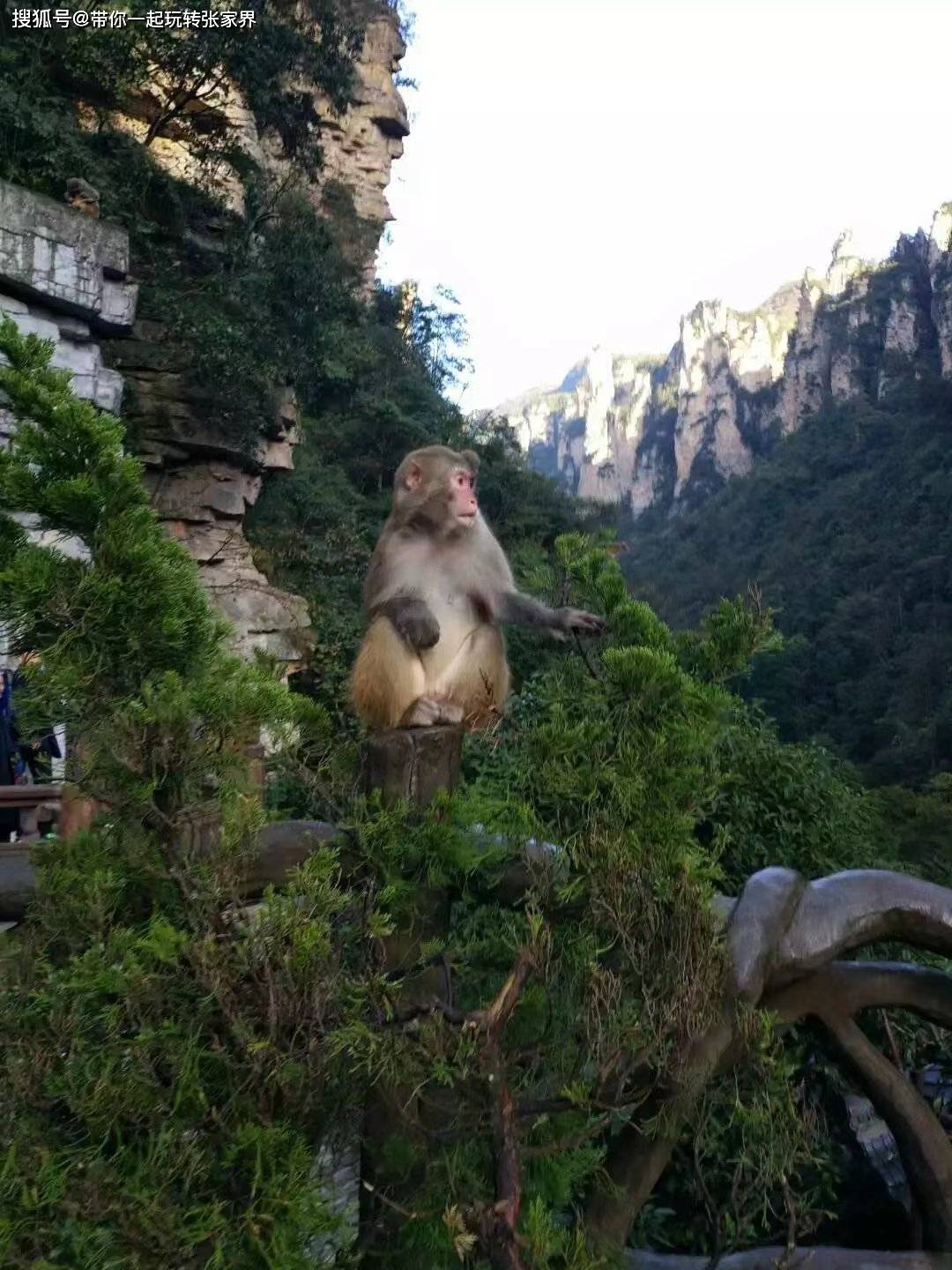 張家界自駕西安要多久_西安自駕張家界旅游攻略_自駕張家界旅游攻略及費用
