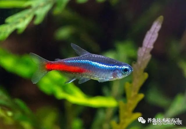 觀賞魚選擇_觀賞魚買幾條比較好_觀賞魚條數