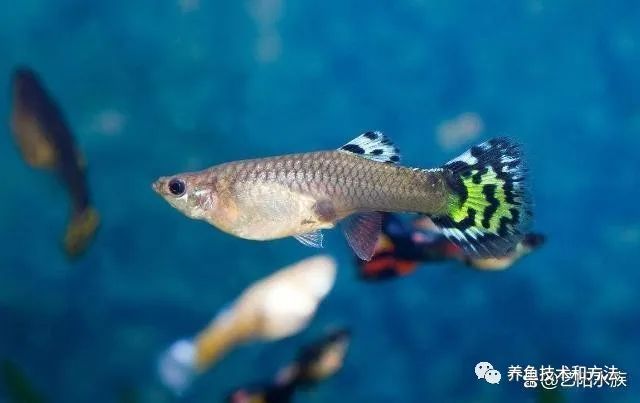 觀賞魚選擇_觀賞魚買幾條比較好_觀賞魚條數