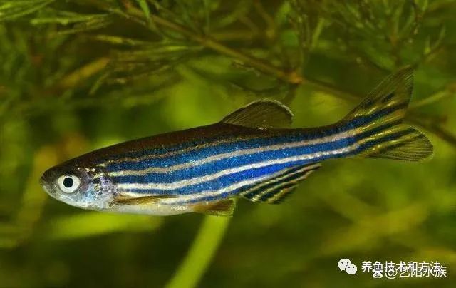 觀賞魚買幾條比較好_觀賞魚選擇_觀賞魚條數