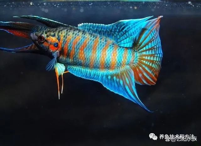觀賞魚買幾條比較好_觀賞魚選擇_觀賞魚條數