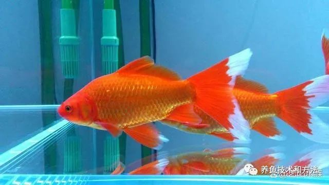 觀賞魚選擇_觀賞魚買幾條比較好_觀賞魚條數