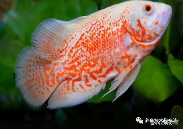 觀賞魚選擇_觀賞魚買幾條比較好_觀賞魚條數
