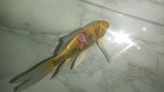 觀賞魚病癥狀圖片_觀賞類藥材有哪些_觀賞魚魚病治療大全